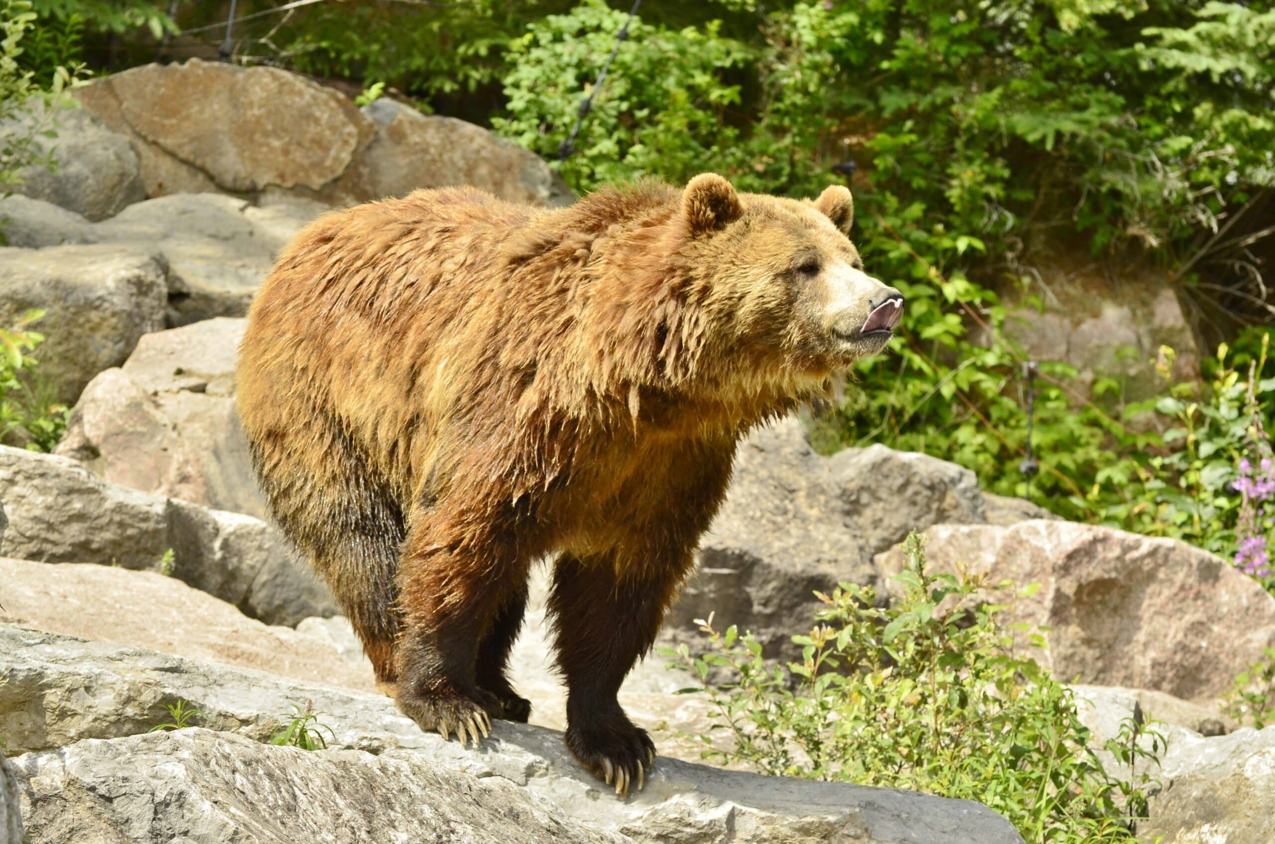 File:Ursus arctos horribilis – Zoo Sauvage de Saint-Félicien – 2016-07-19 (2).jpg File:Ursus arctos horribilis – Zoo Sauvage de Saint-Félicien – 2016-07-19 (2).jpg