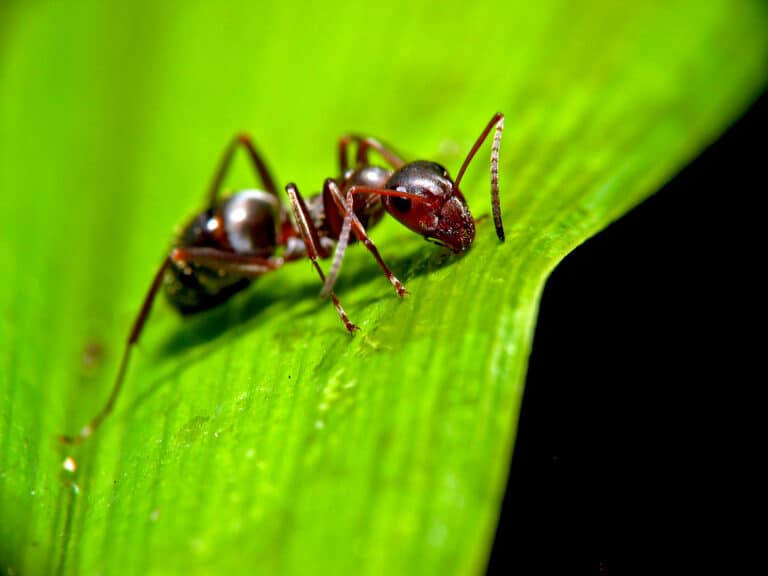 Ant on leaf Ant on leaf Ant