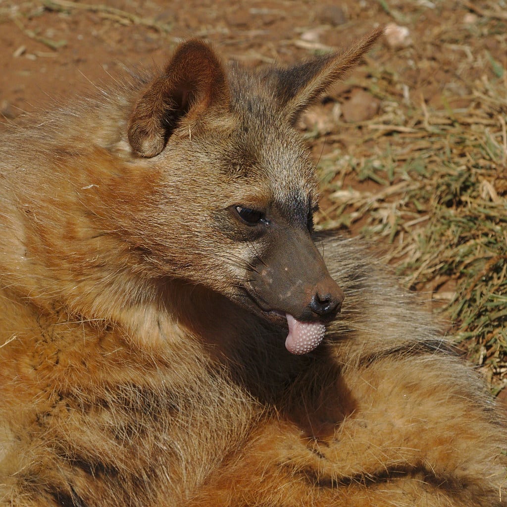 Aardwolf, Proteles cristata, at Lion and Rhino Reserve, Gauteng, South Africa