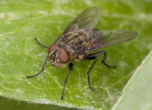 Musca domestica Musca domestica