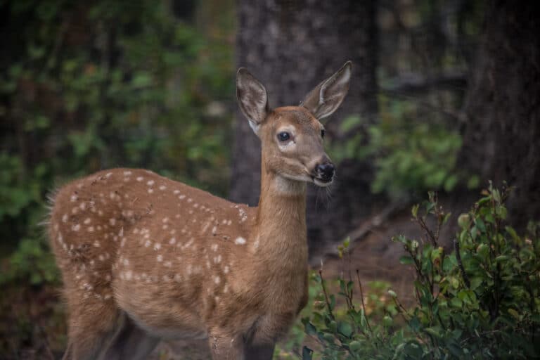 White-tailed Deer – Odocoileus virginianus