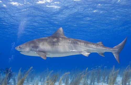 Tiger shark Tiger shark
