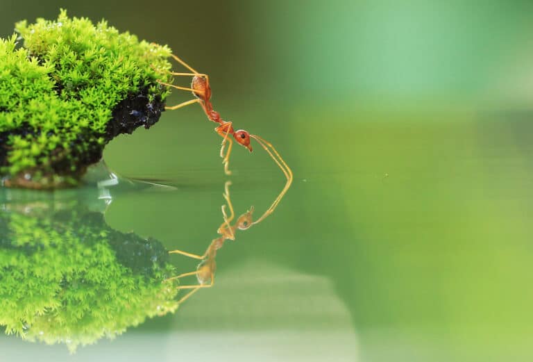 Red Ant Red Ant