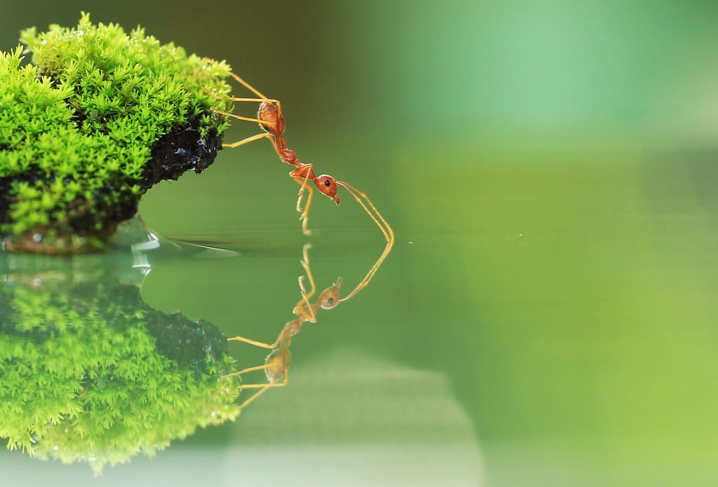 Red Ant Red Ant