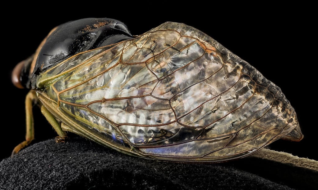 Stained Glass Cicada wings, U, wings 1, Bent Creek EF, NC_2014-01-17-16.16.33 ZS PMax