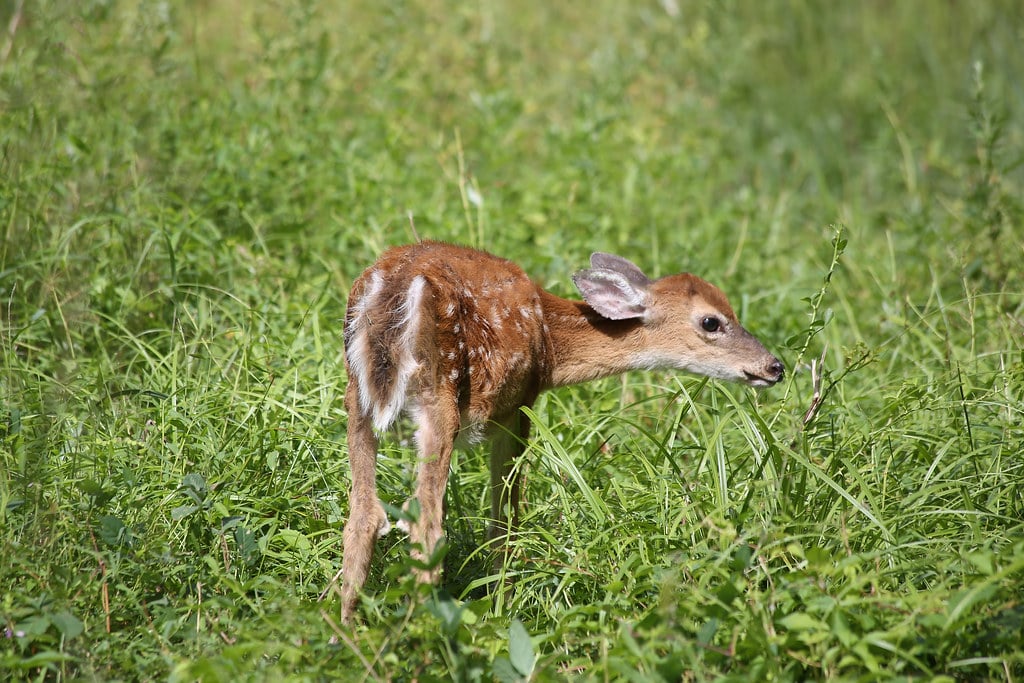 White-tailed Deer (Odocoileus virginianus)
