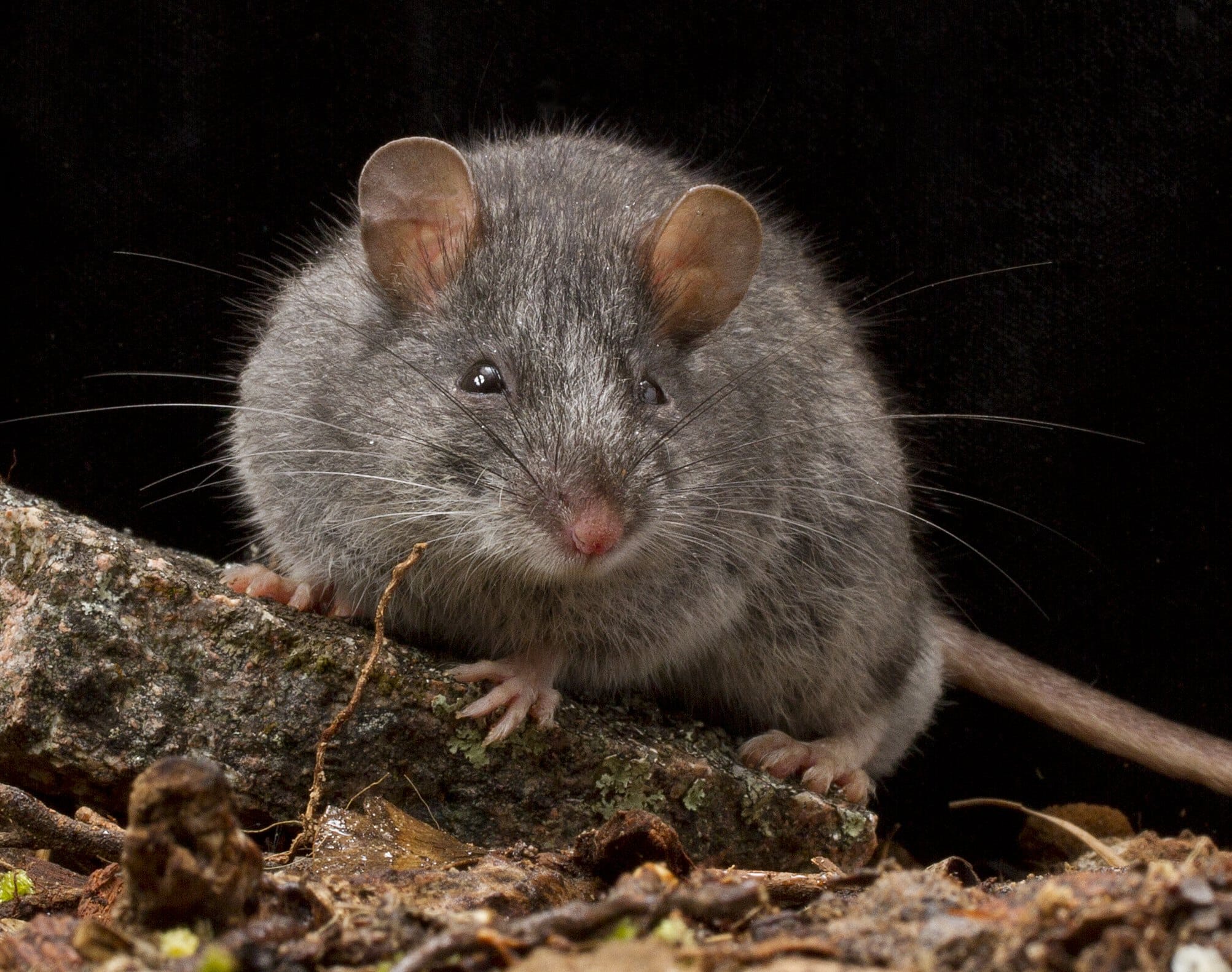 Pseudomys fumeus, Smoky Mouse, Grampians National Park, Victoria 03 Pseudomys fumeus, Smoky Mouse, Grampians National Park, Victoria 03 Mouse