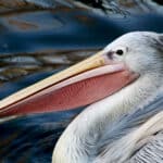 Pelican