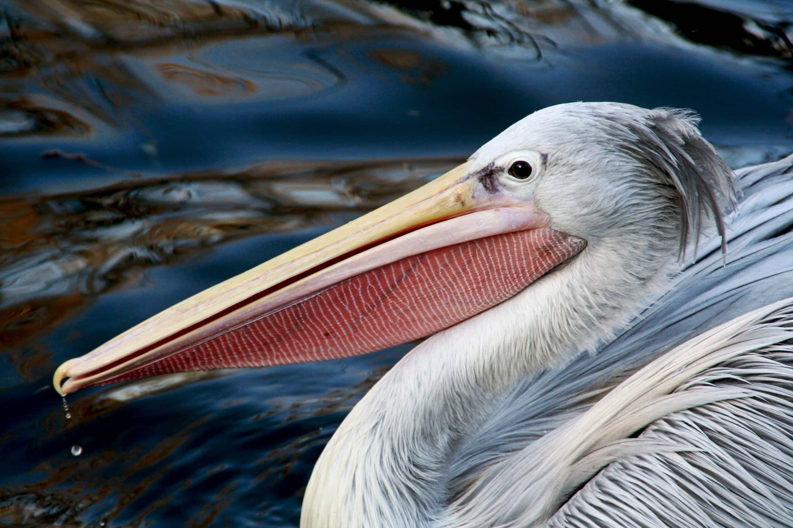 Pelican