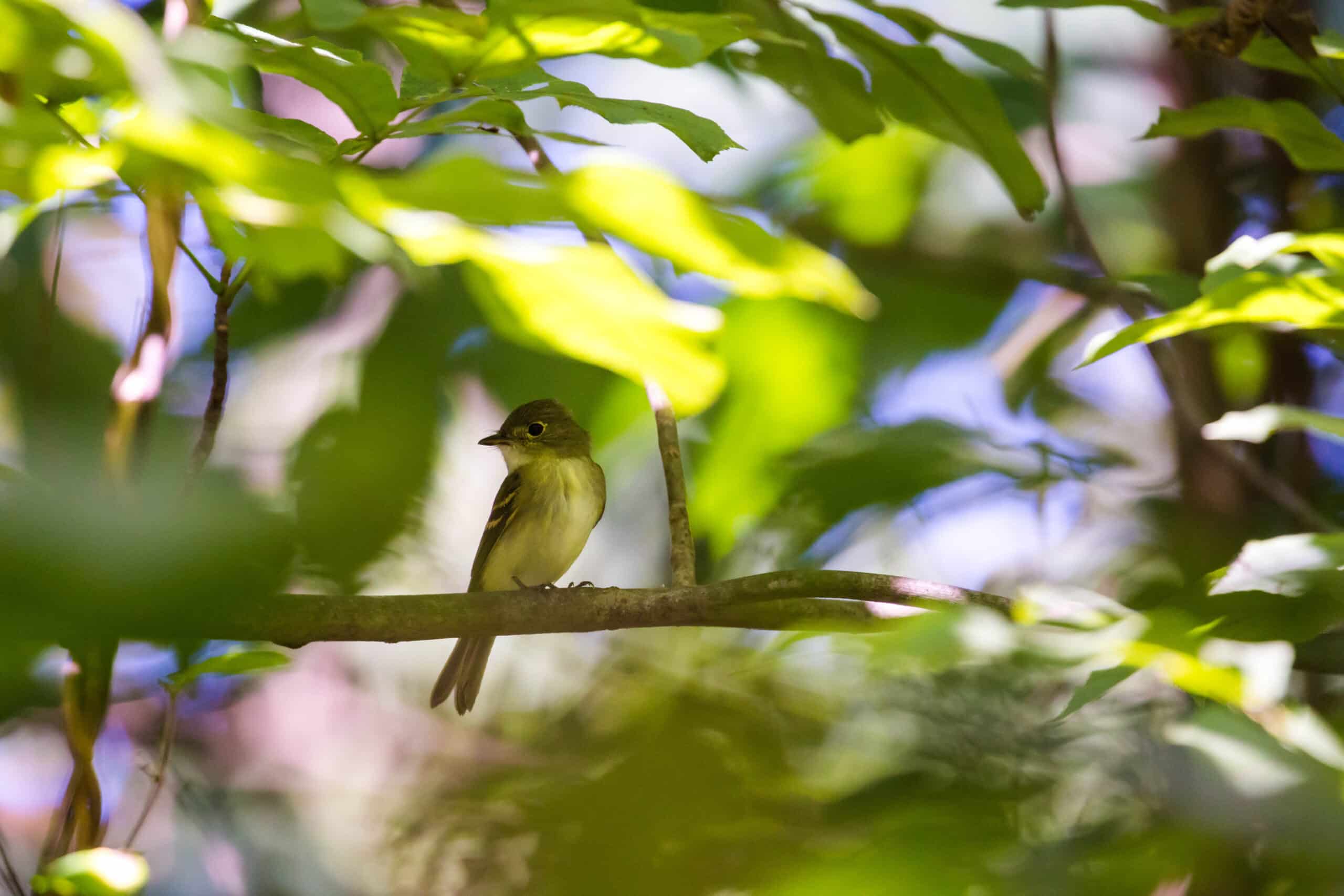 Acadian flycatcher (50626767836) Acadian flycatcher (50626767836)