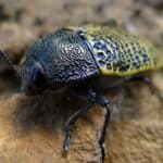 Jewel Beetle
