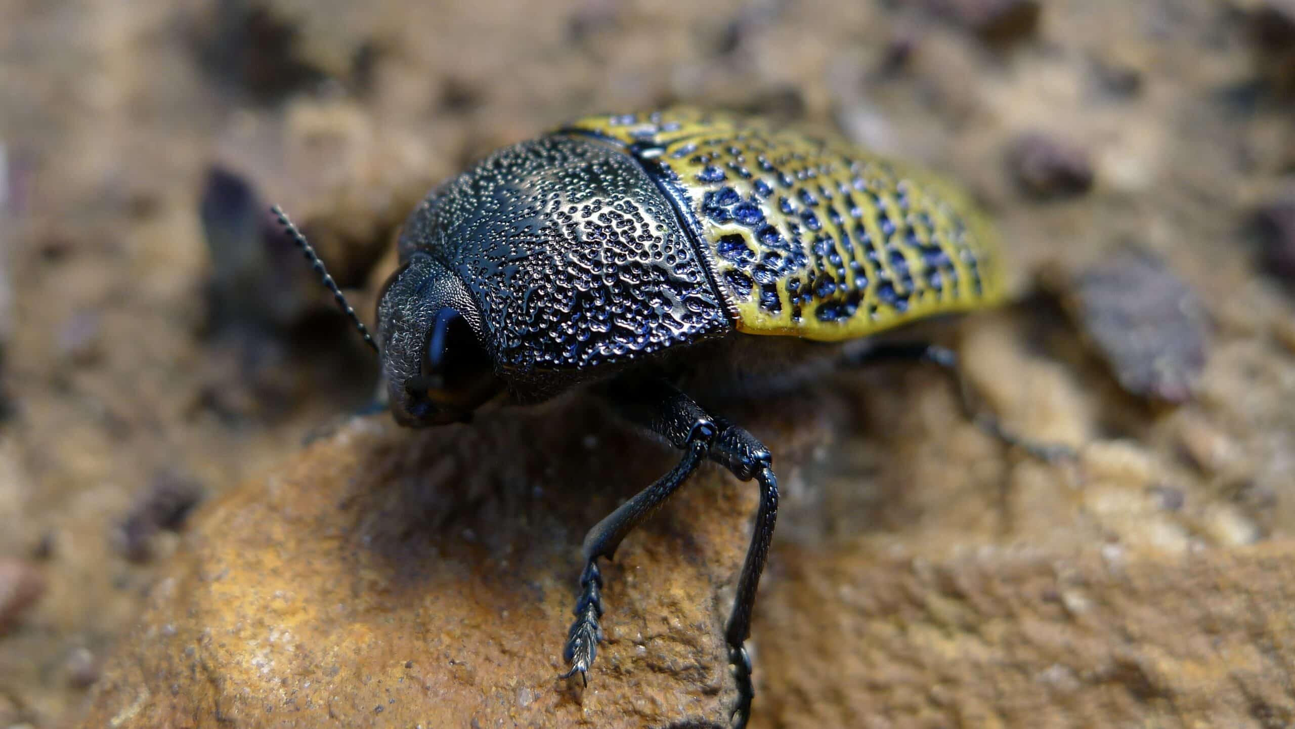 Jewel Beetle (6419855723) Jewel Beetle (6419855723) Jewel Beetle