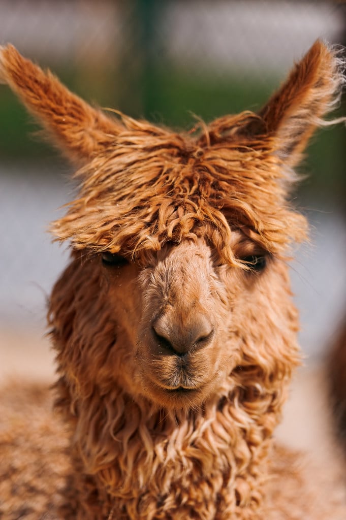 Portrait of an alpaca…
