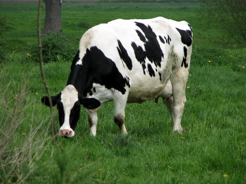 Cow on Kegworth canal bridge Cow on Kegworth canal bridge