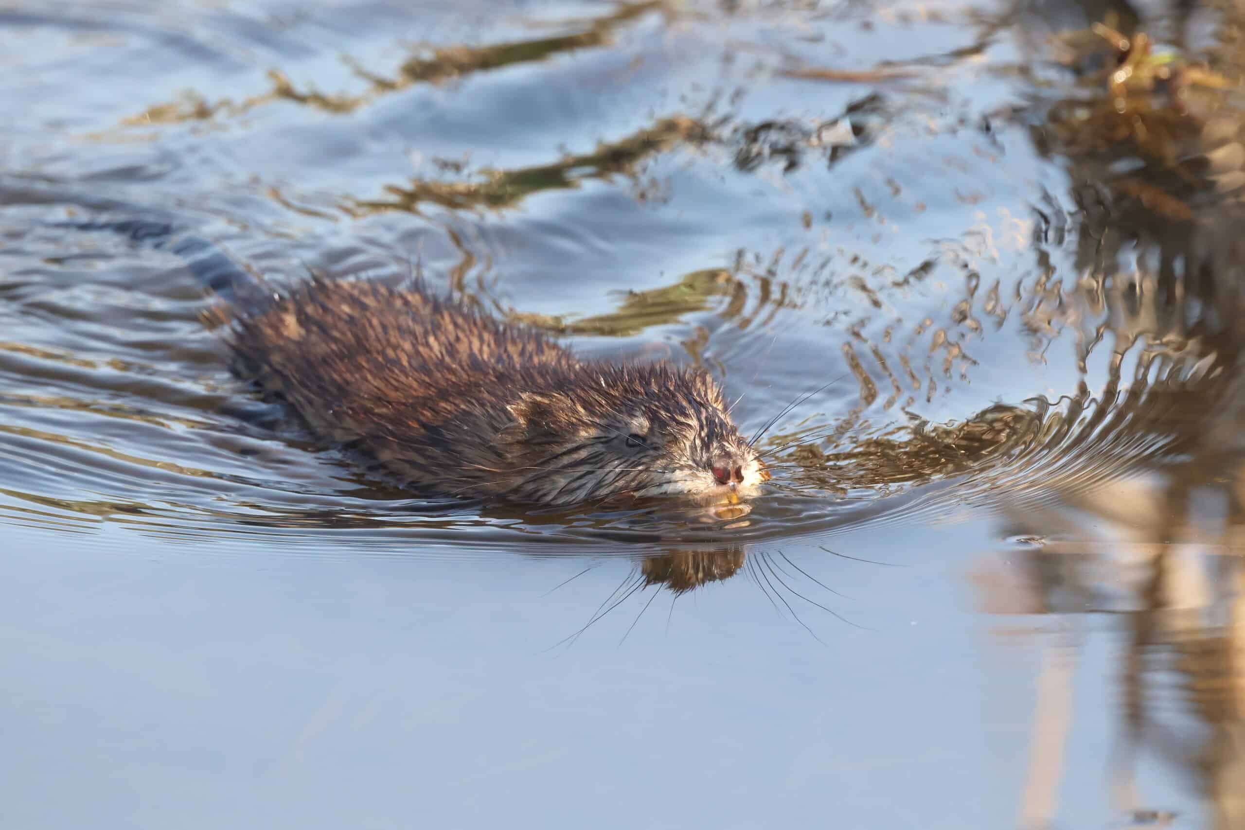 Ondatra zibethicus MP 06 Ondatra zibethicus MP 06