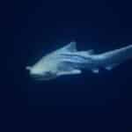 Zebra Shark
