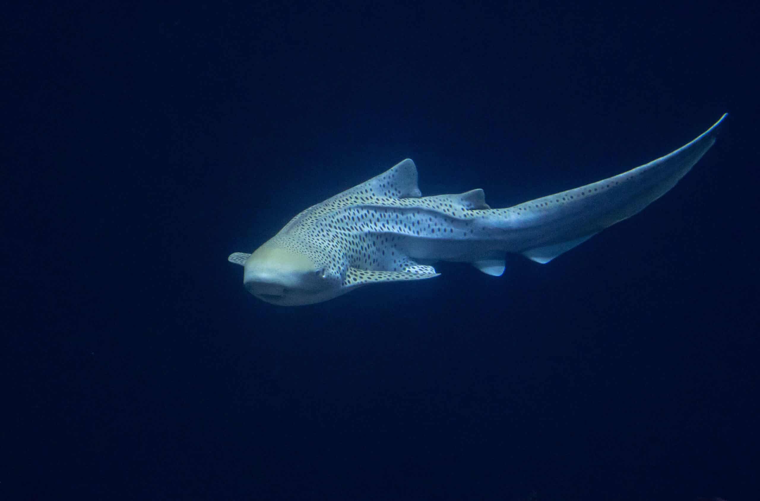 Zebra Shark