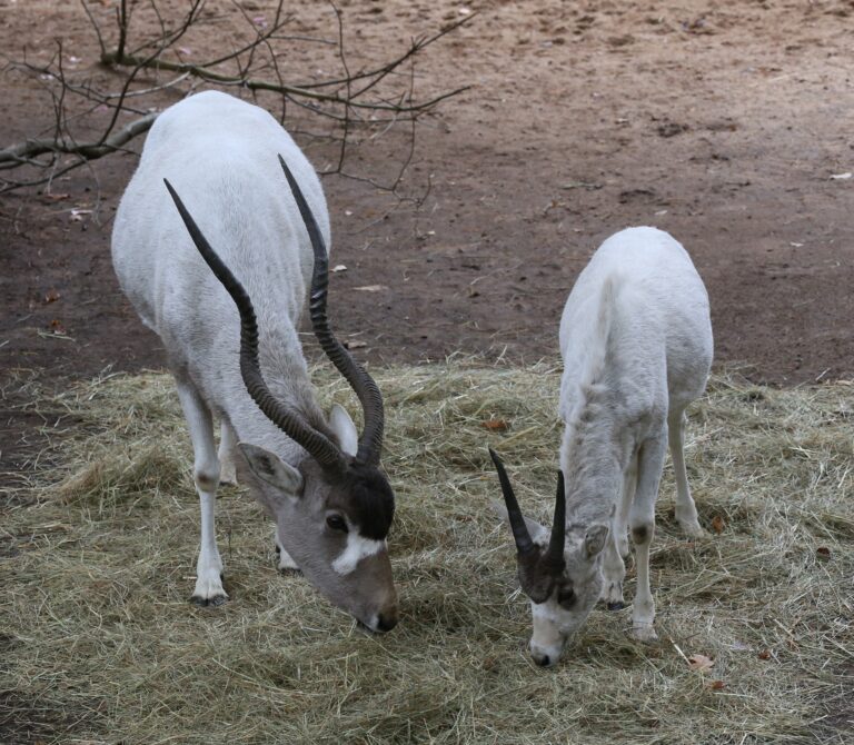 Mendesantilope Addax nasomaculatus Tiergarten-Nuernberg-8