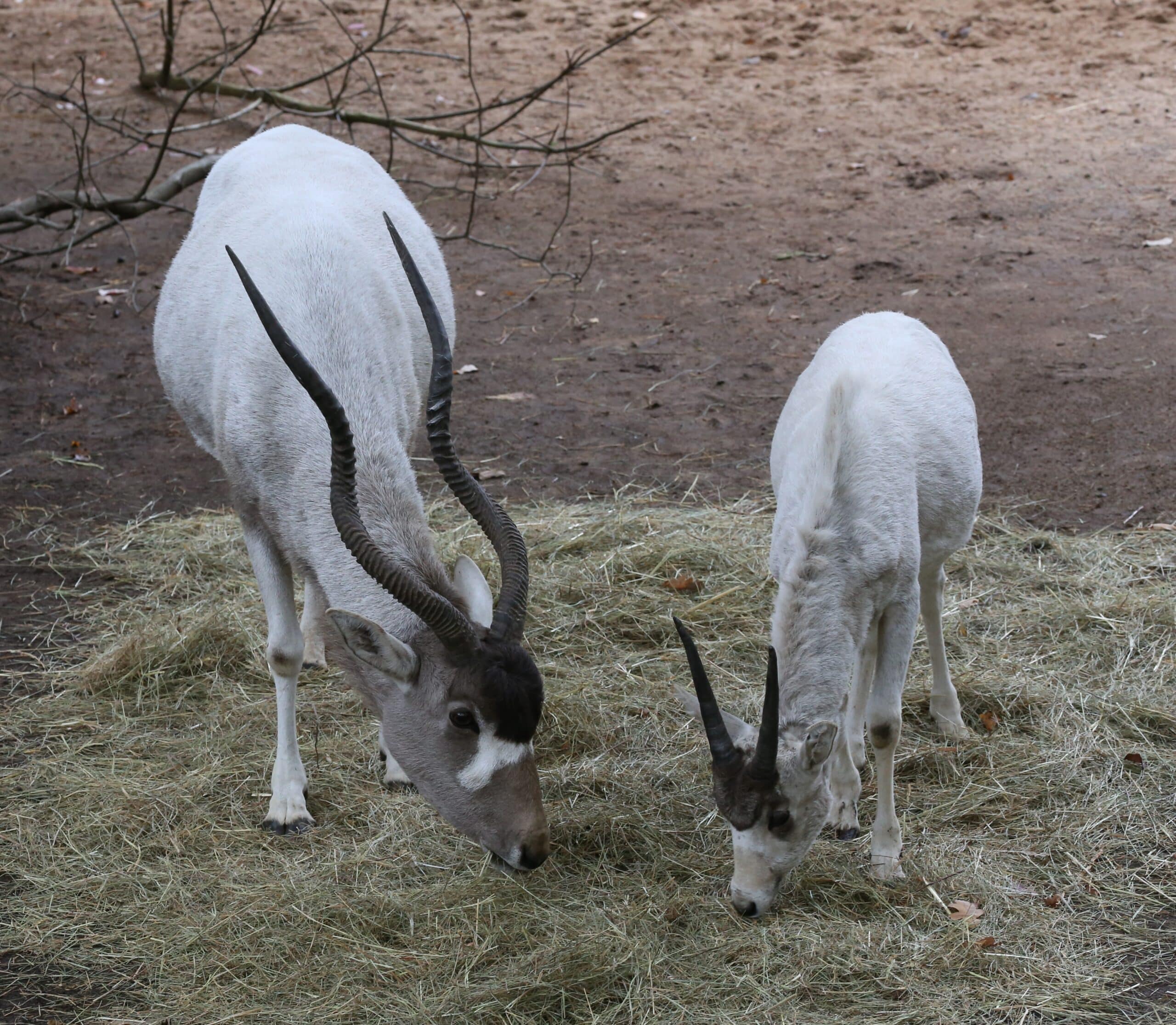 Mendesantilope Addax nasomaculatus Tiergarten-Nuernberg-8