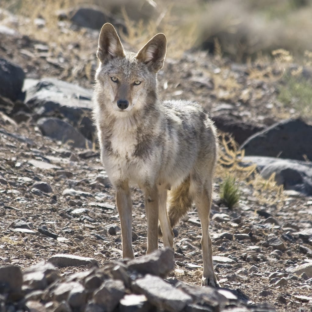 Mama Coyote Mama Coyote