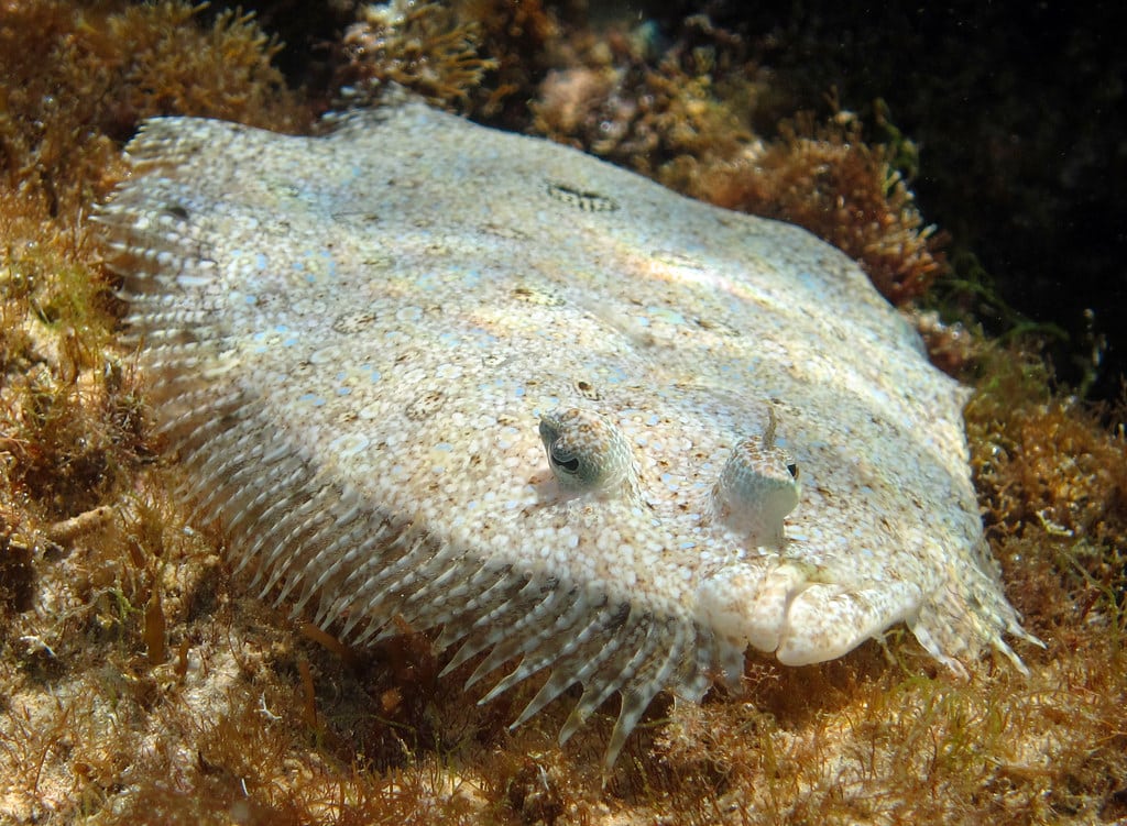 Peacock Flounder @ the Avila Peacock Flounder @ the Avila
