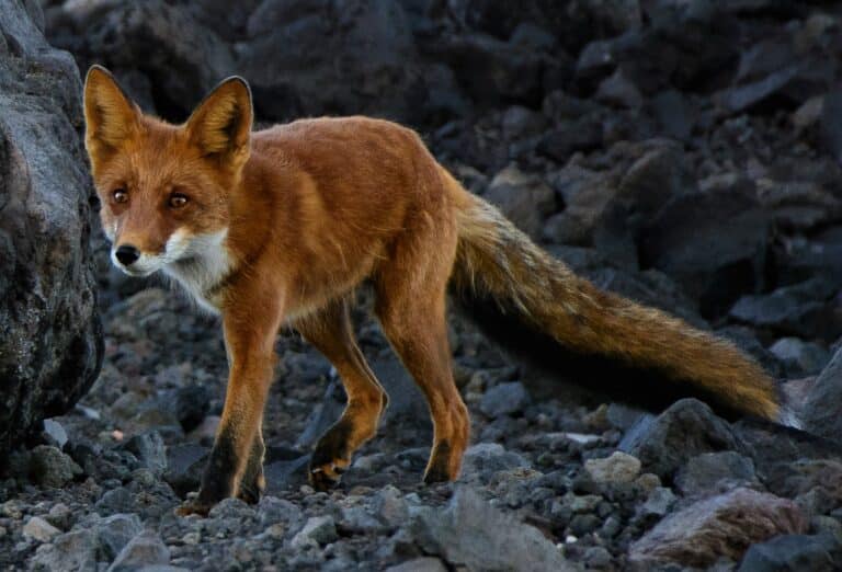 Vulpes vulpes beringiana Vulpes vulpes beringiana