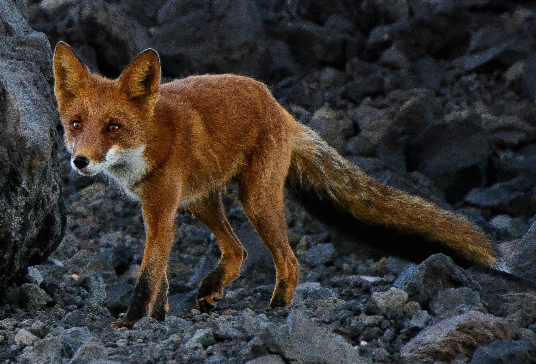 Vulpes vulpes beringiana Vulpes vulpes beringiana