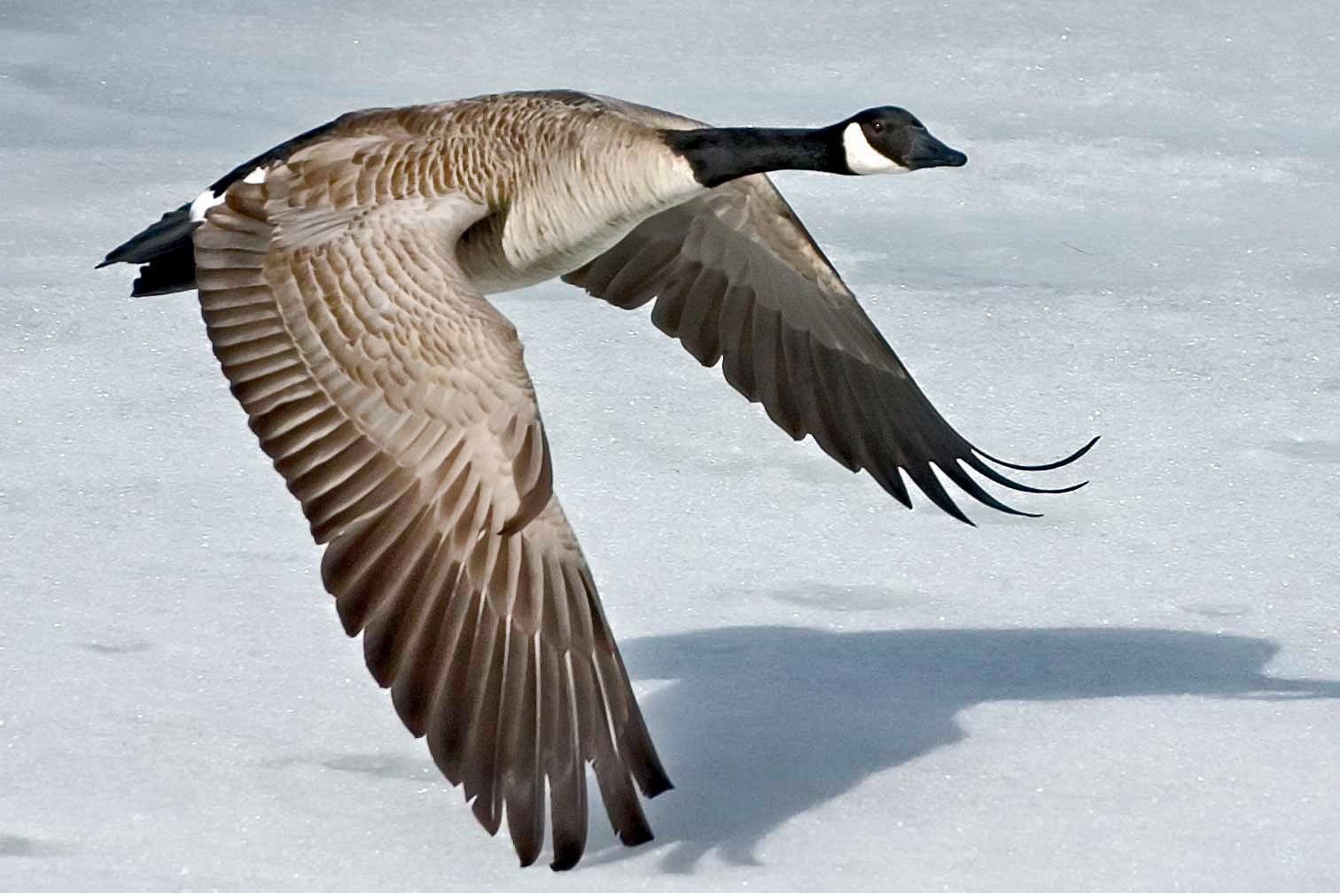Canada-Goose-Szmurlo Canada-Goose-Szmurlo