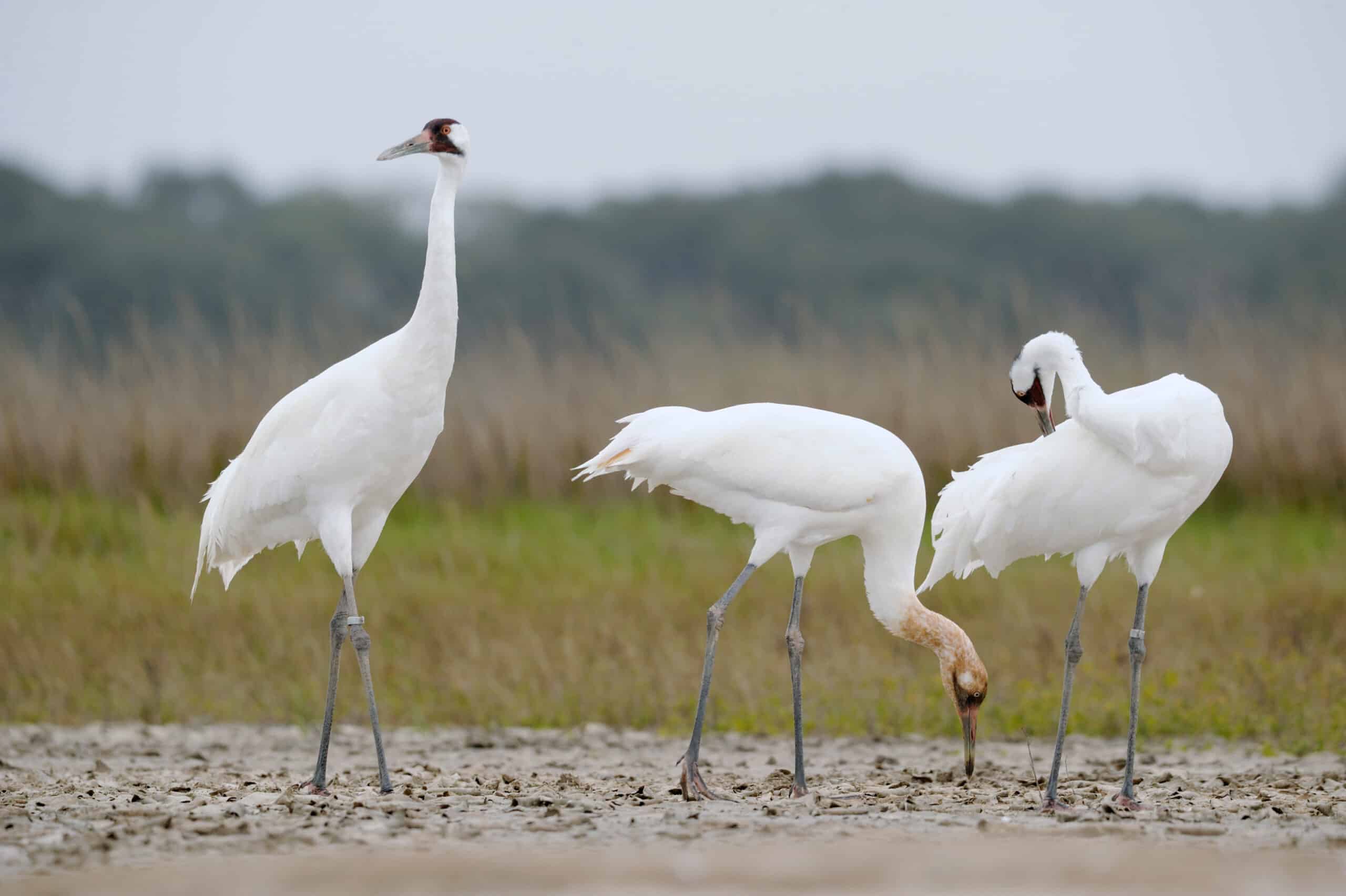 Grus americana -Aransas National Wildlife Refuge, Texas, USA -three-8