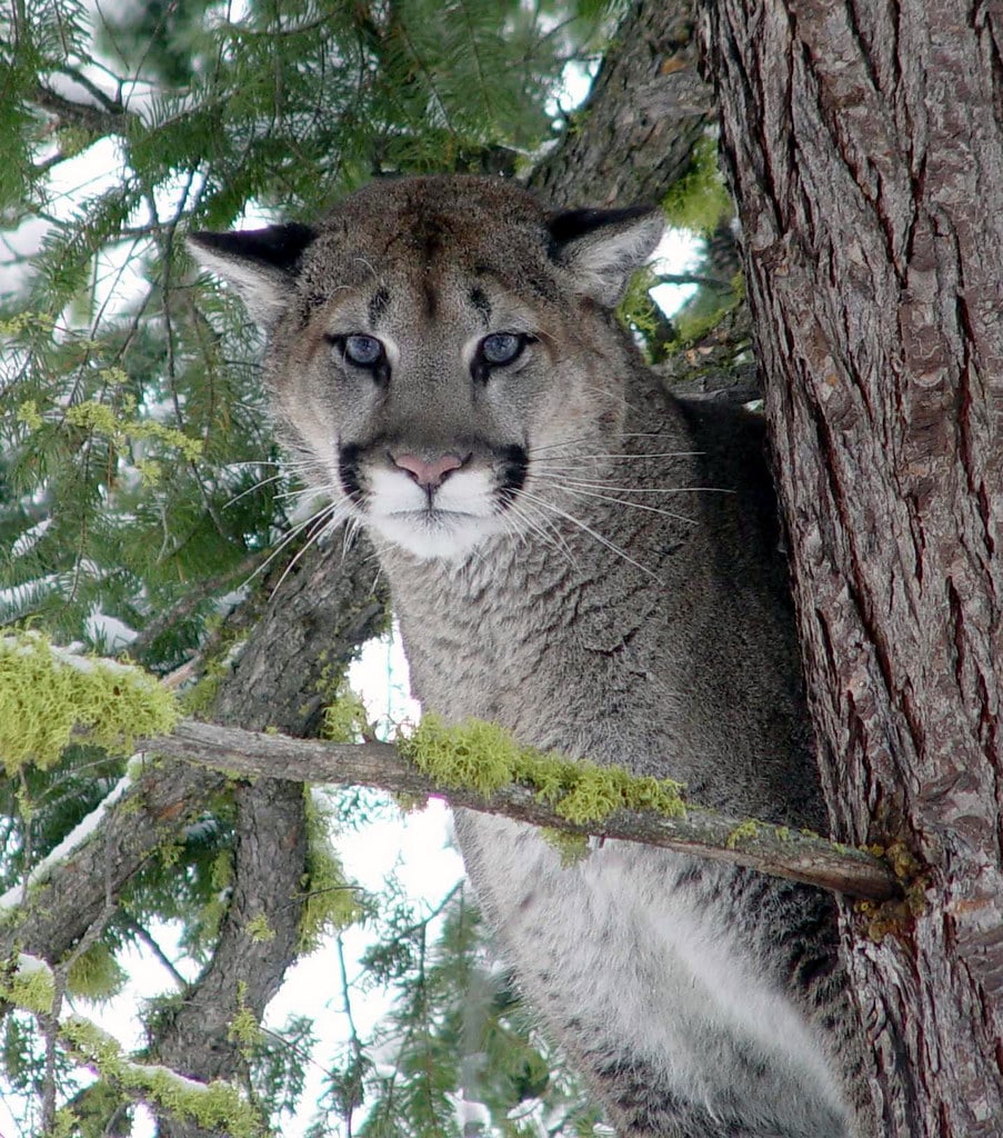 cougar cougar