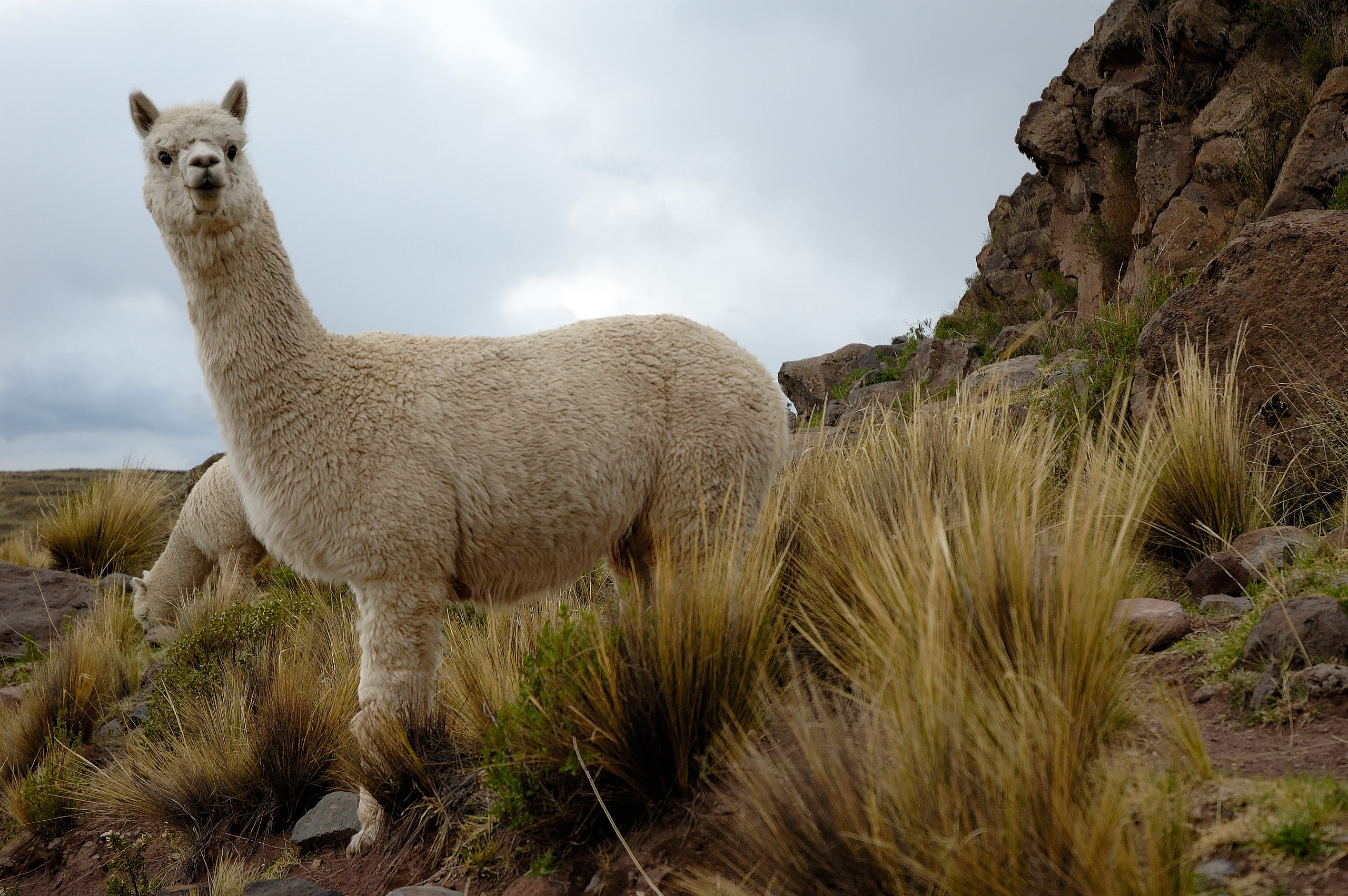 Alpacas Sillustani (pixinn.net)
