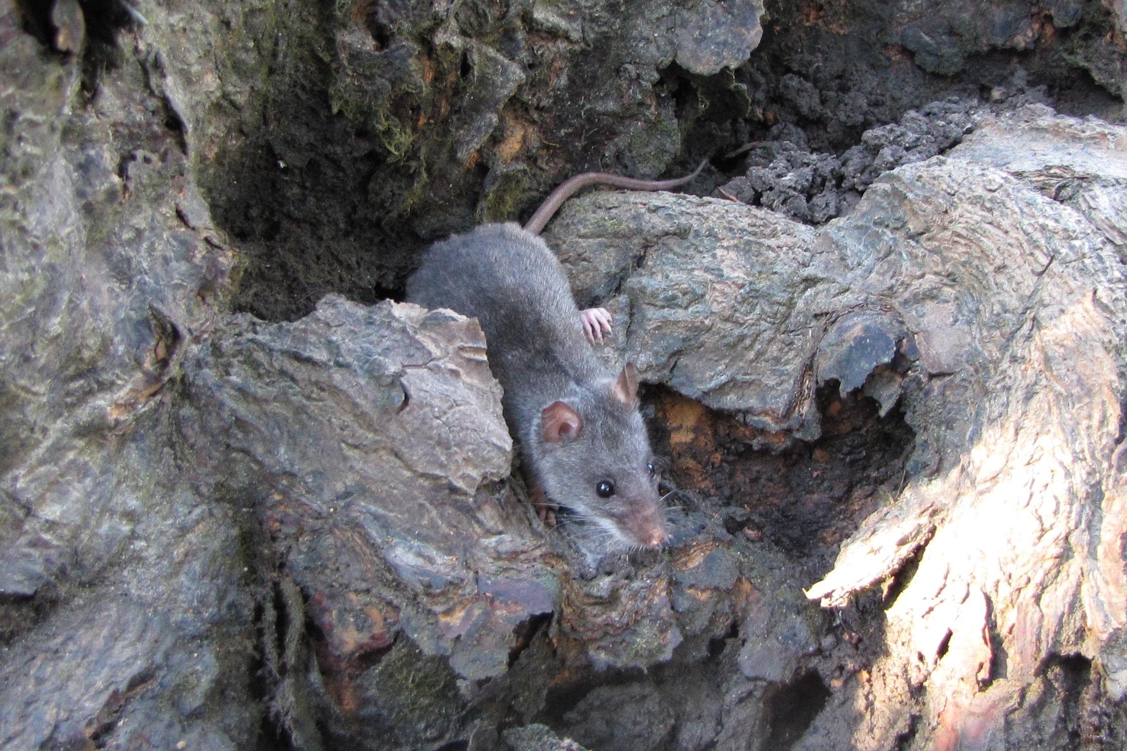 Mangrove mouse Sandringham Bay Conservation Park Mangrove mouse Sandringham Bay Conservation Park
