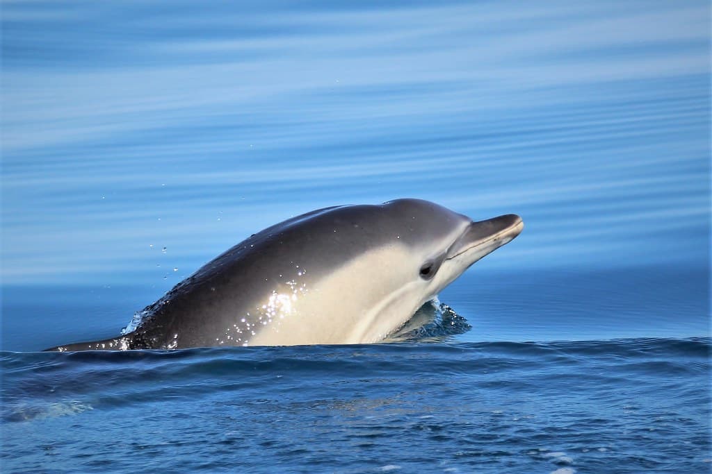 Dauphin commun / Common dolphin (Delphinus delphis)
