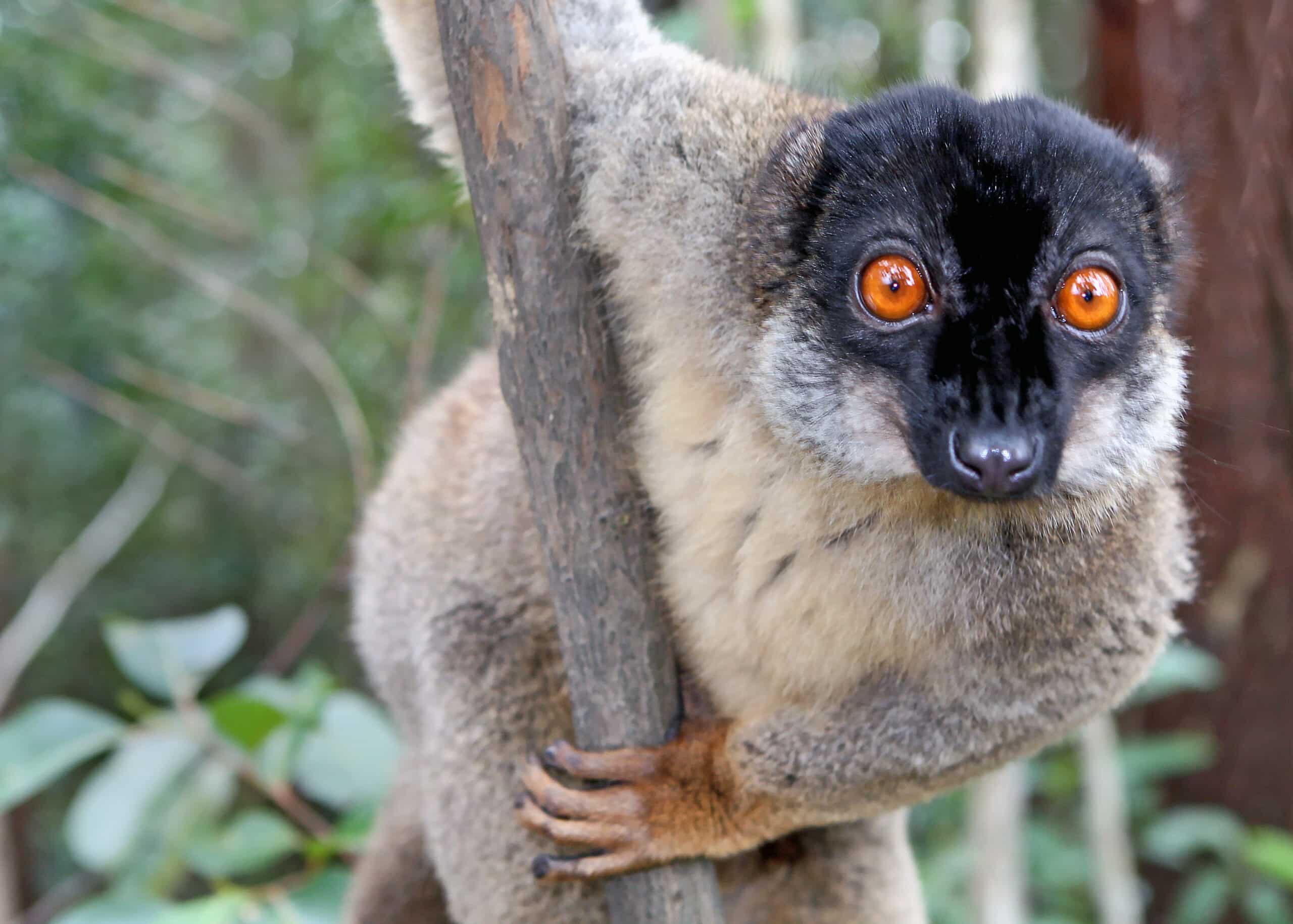 Lemur