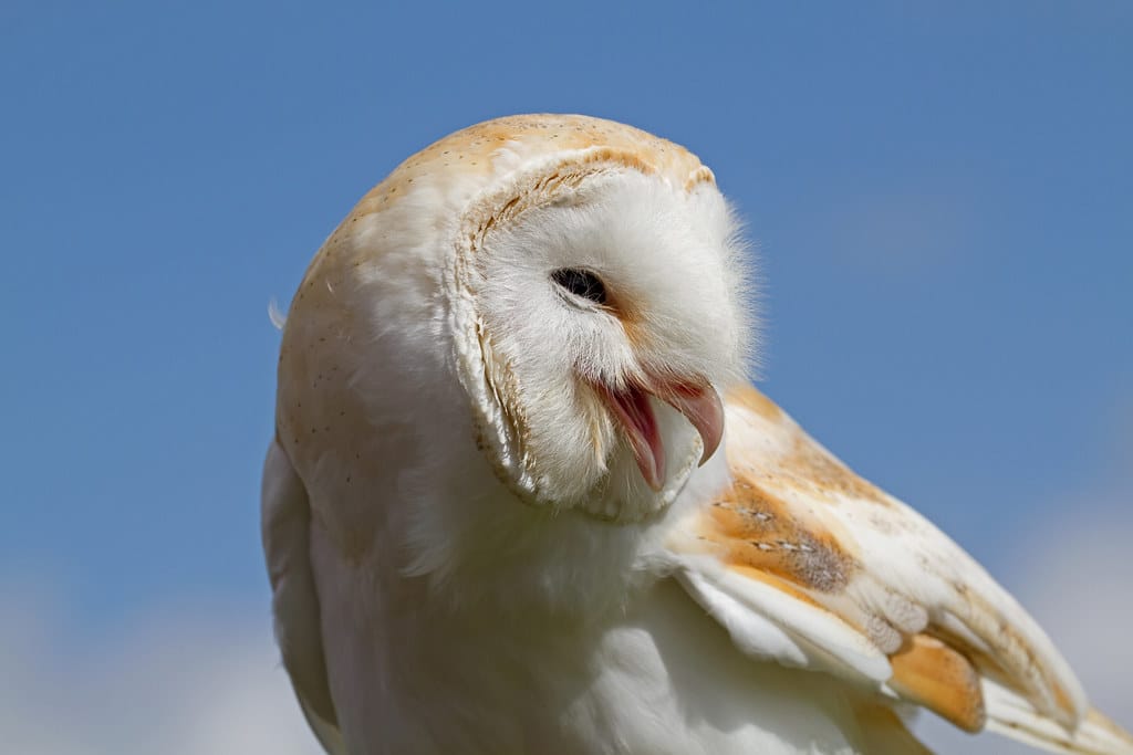 Male Barn Owl 1