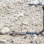 Zebra Spitting Cobra