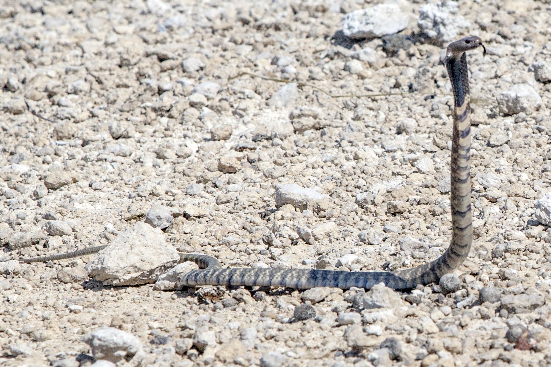Zebra Spitting Cobra