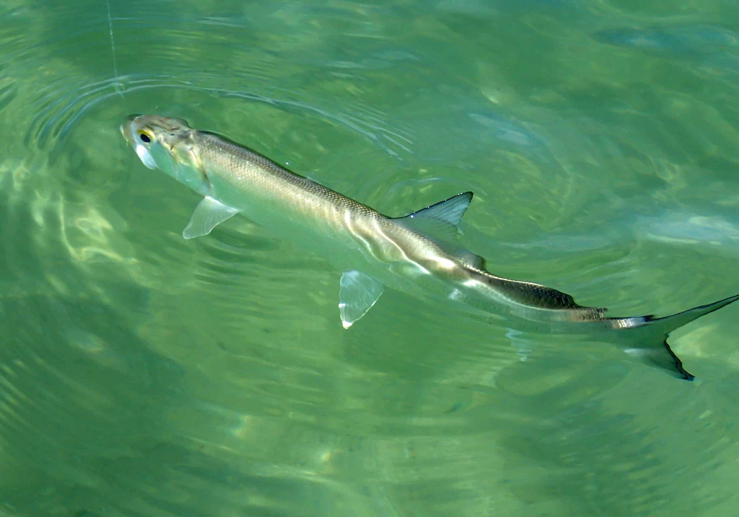 Ladyfish