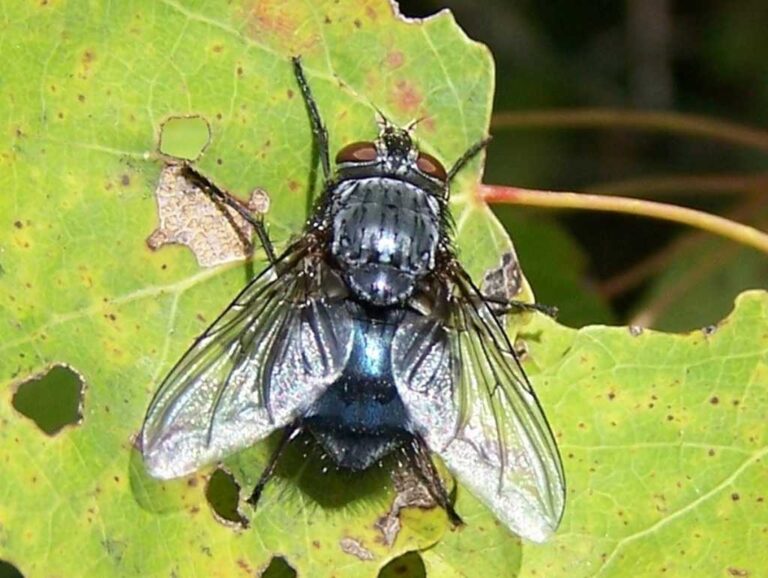 Musca domestica 2 Musca domestica 2