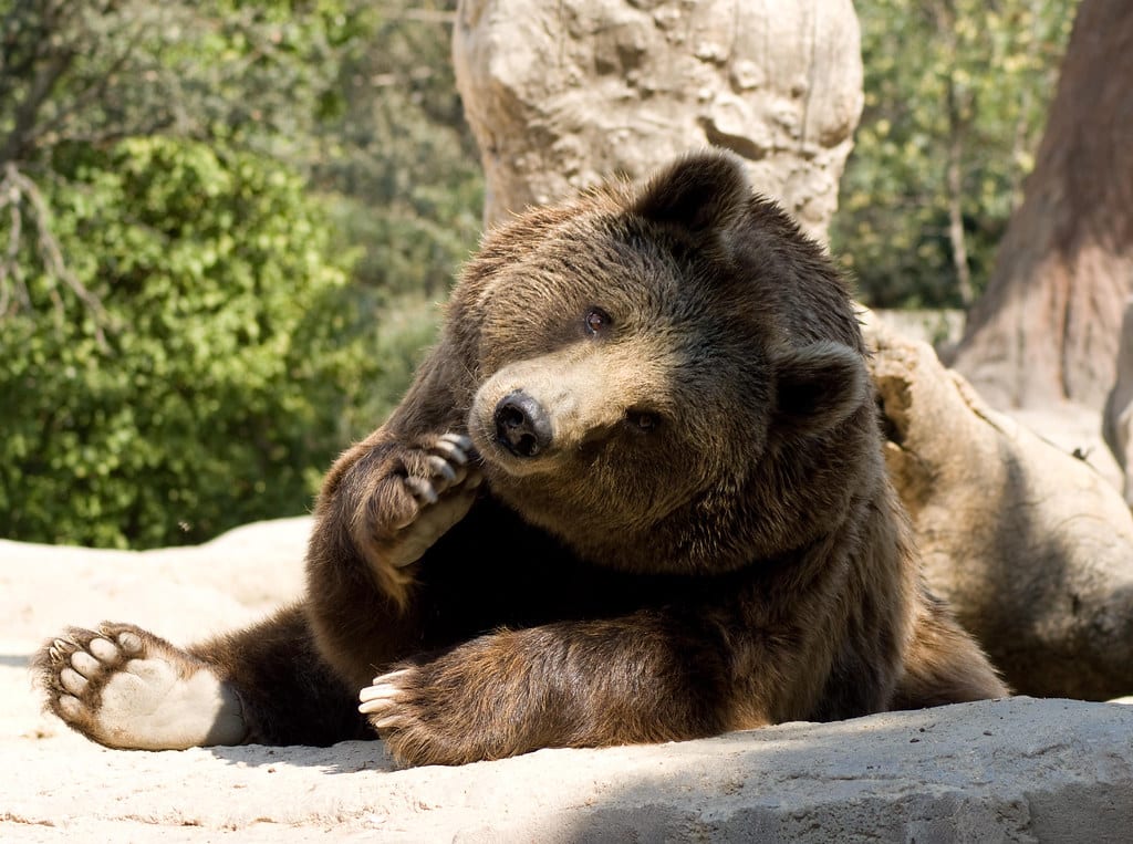 Brown Bear (Ursus Arctos), Madrid Zoo Brown Bear (Ursus Arctos), Madrid Zoo
