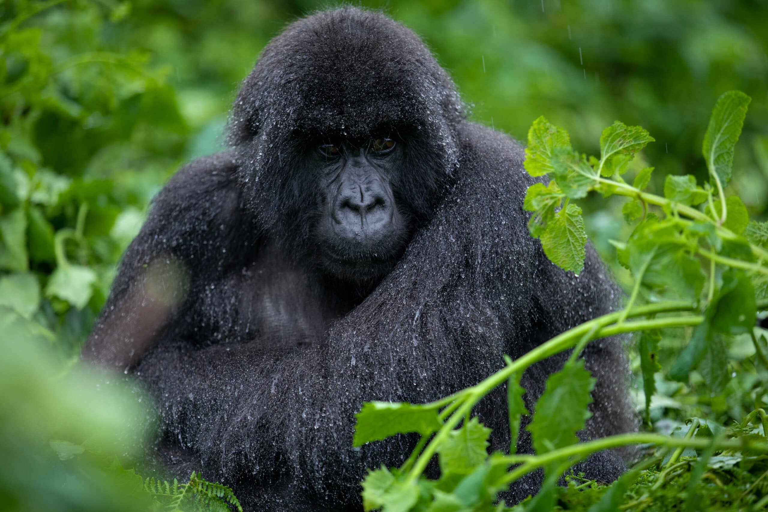 Mountain gorilla from Susa Group in Karisimbi thicket of Volcanoes National Park in Rwanda. Emmanuel Kwizera