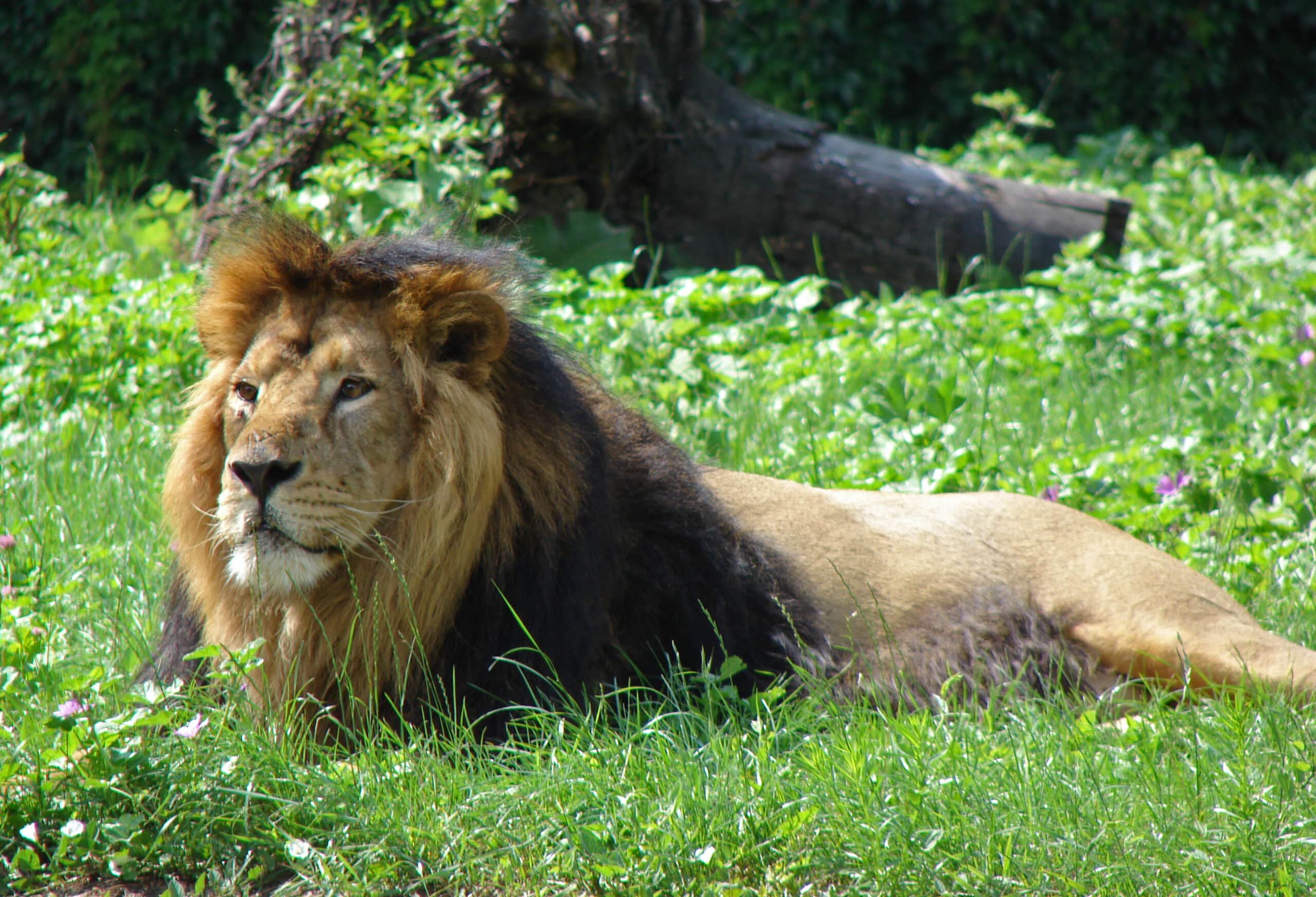 Lion