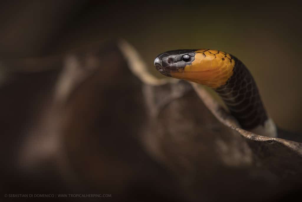 Western Worm-eating coral snake (Micrurus ortoni) Western Worm-eating coral snake (Micrurus ortoni)