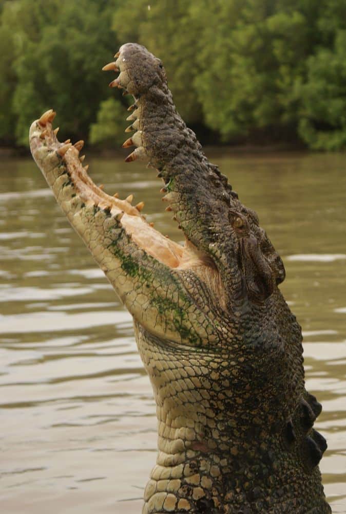 Crocodile, Darwin, Australia Crocodile, Darwin, Australia