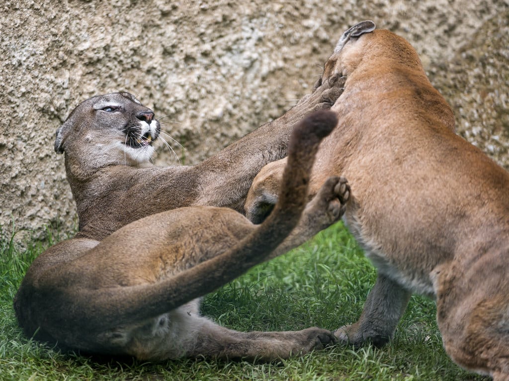 Cougars fighting! Cougars fighting!