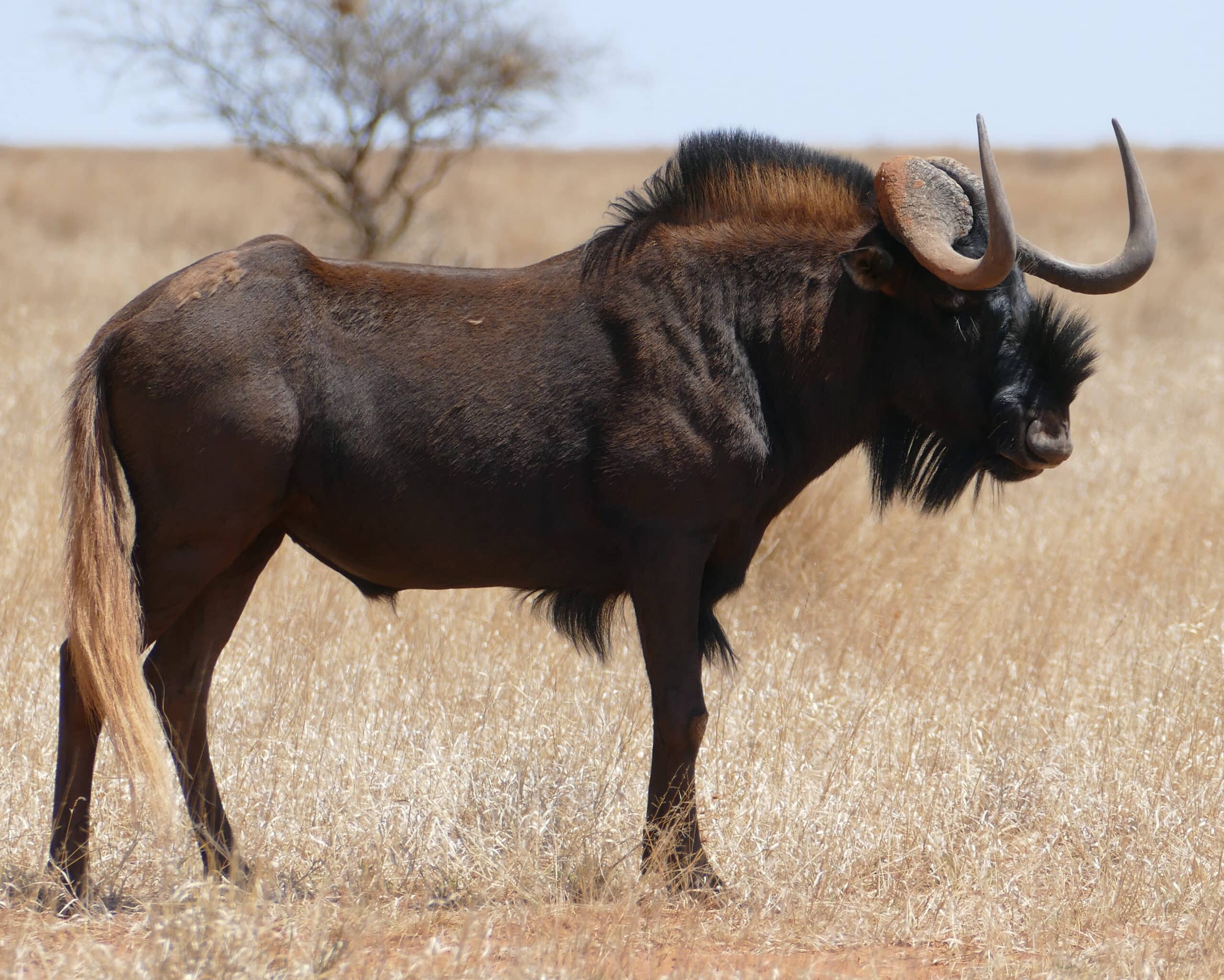 Black Wildebeest (Connochaetes gnou) at Mokala NP, Northern Cape, South Africa