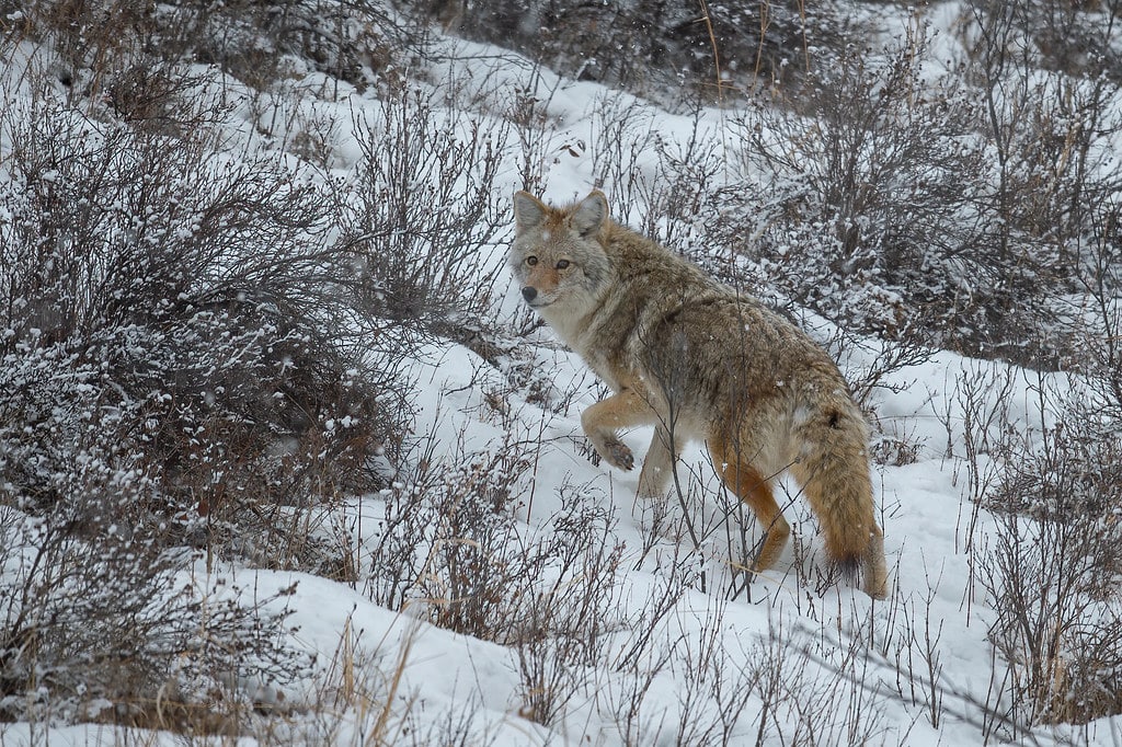 Coyote Coyote