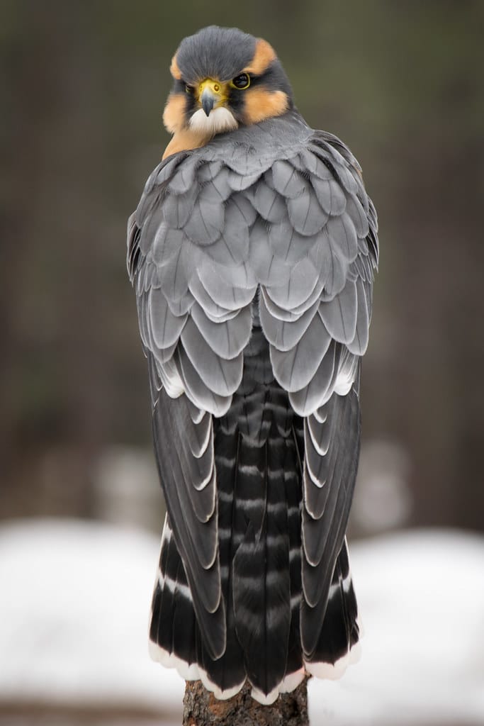 Aplomado Falcon