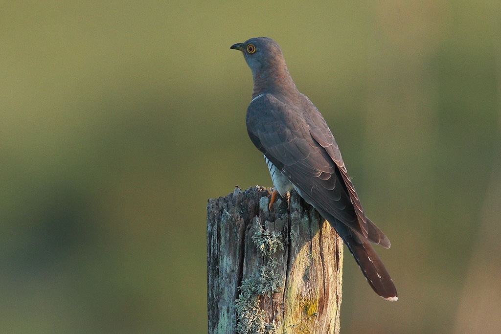 Cuculus canorus – Cuco – Cuco-canoro – Coucou gris – Cuculo eurasiatico – Common Cuckoo – Kuckuck