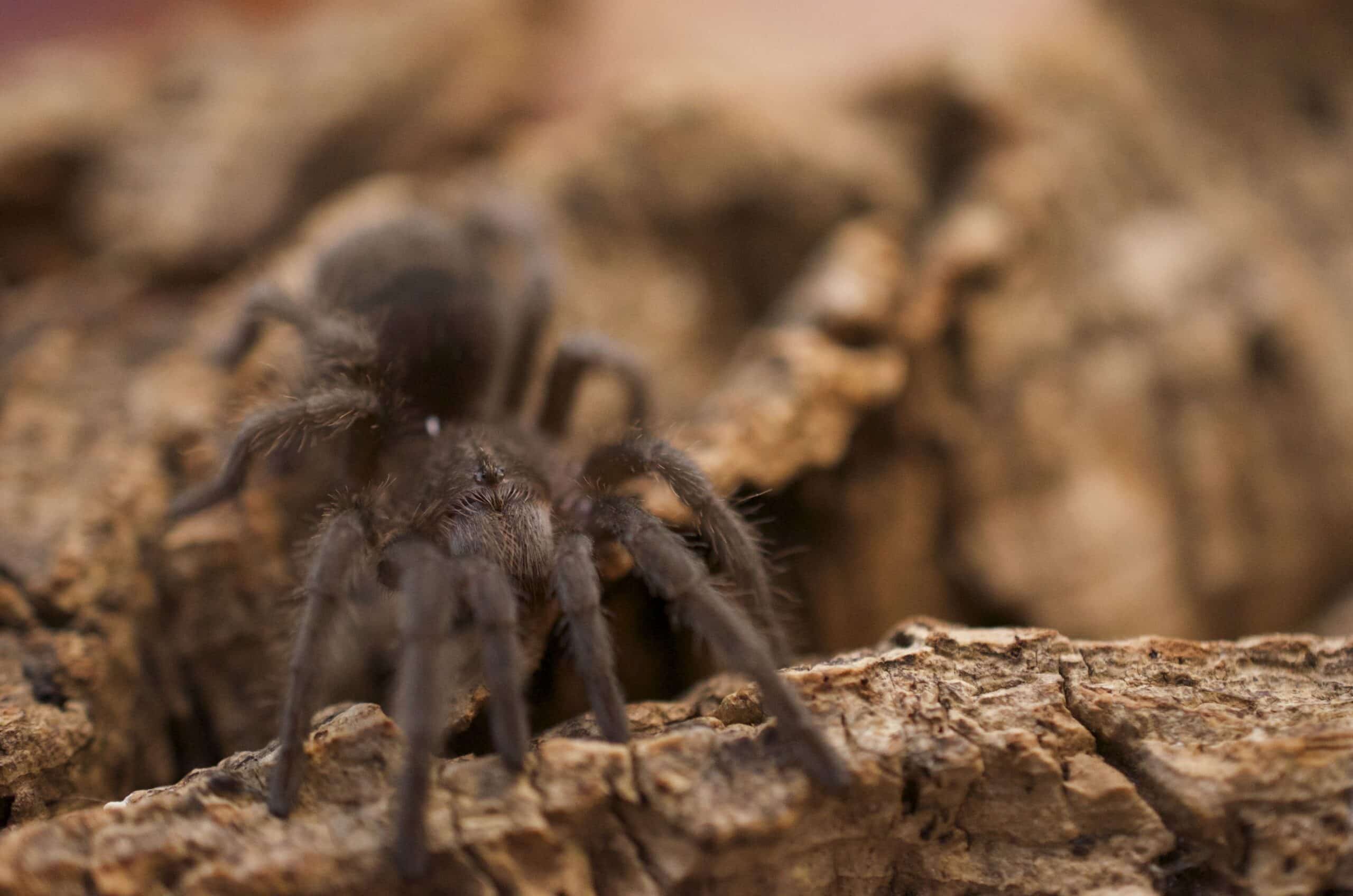 Grammostola pulchra young